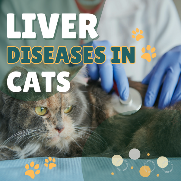 Liver Disease in Cats - Symptoms, Causes, and Management