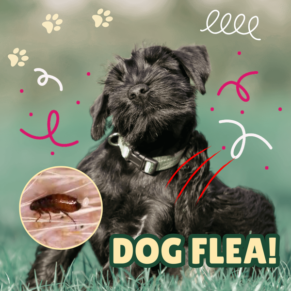 Why Do Fleas Keep Coming Back? Common Mistakes That Make Treatments Fail