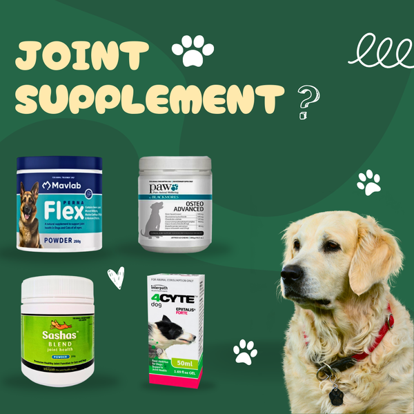 4Cyte vs PAW vs Sashas Blend vs PernaFlex. Which Joint Supplement Works Best for Your Dog?
