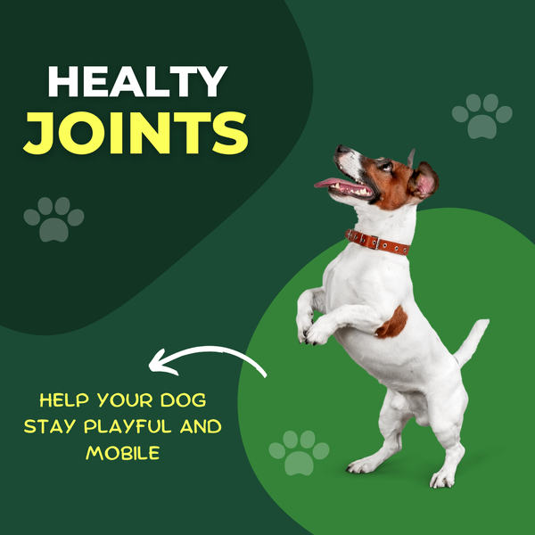 How Global Vet Pro Supplements Can Enhance Your Dog’s Mobility