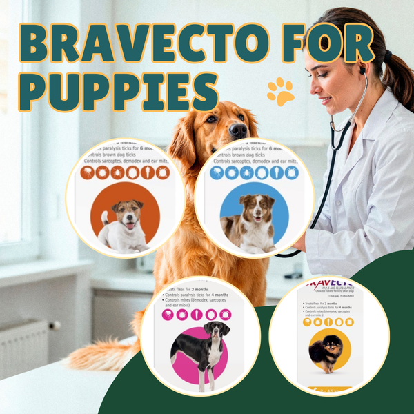 Bravecto for Puppies & Dogs – Age, Weight & Dosage Guide (2025 Update)