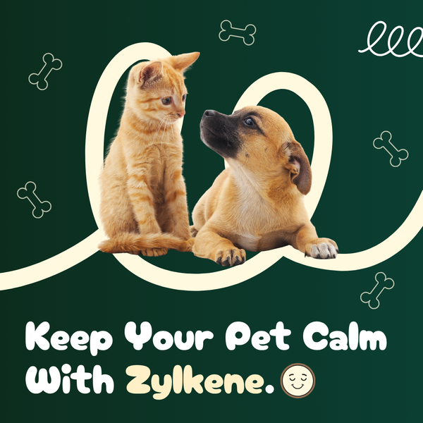 How Zylkene Helps Dogs and Cats Stay Calm in Stressful Situations?