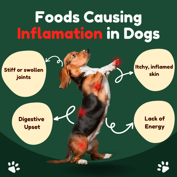 Foods Causing Inflammation in Dogs
