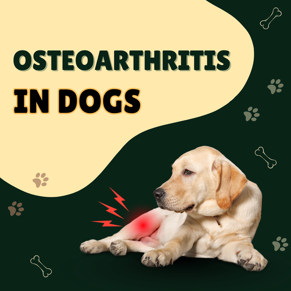 Osteoarthritis in Dogs - Symptoms, Causes, and Natural Support