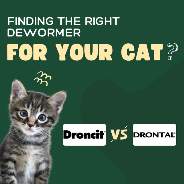 Droncit vs Drontal - Finding the Right Dewormer for Your Cat