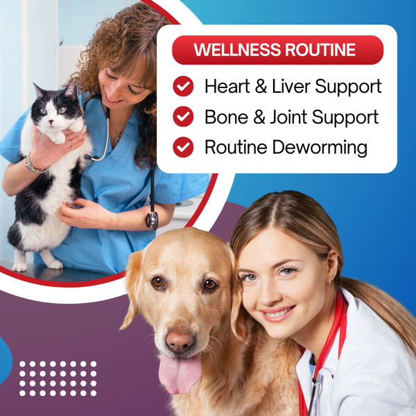How to Build a Complete Wellness Routine for Your Pet in 2026
